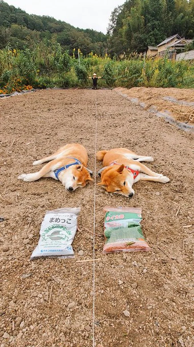 間違い探しのようなはっちゃくくんとしんえもんくん▶畑でまったりと過ごす姿に癒されます(⇒次へ)