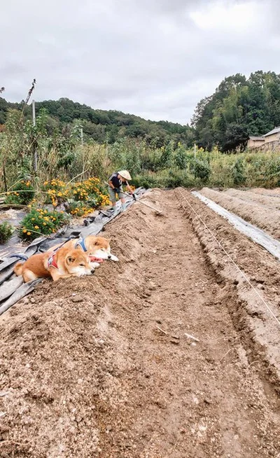 ぬか床状態にした畑はいい香りなのだそう▶見ている方も眠くなってしまうくらいのリラックス姿です（⇒次へ）