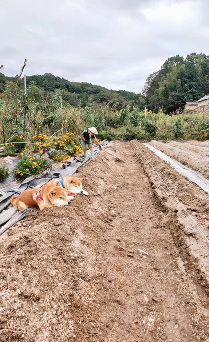 ぬか床状態にした畑はいい香りなのだそう▶見ている方も眠くなってしまうくらいのリラックス姿です（⇒次へ）
