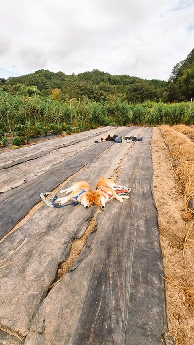 土の上でまどろむチームはっちゃく▶大好きな畑で嬉しそうなワンコ（⇒次へ）