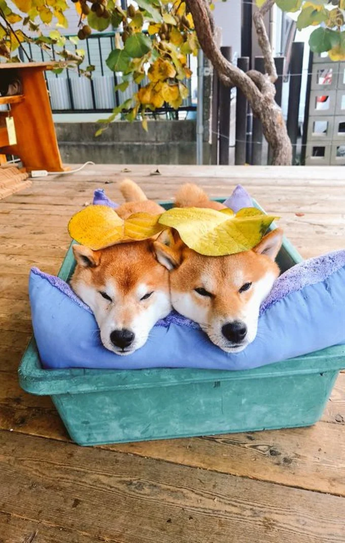 鮮やかなレモン色のキウイの葉をのせるはっちゃくくんとしんえもんくん