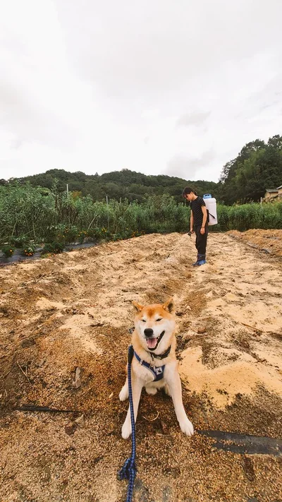土づくり中…▶（次画像からは見ていて飽きない柴犬ぽんちゃんのストーリーが盛りだくさんのマンガ『柴犬ぽんちゃん、今日もわが道を行く2』が読めます）