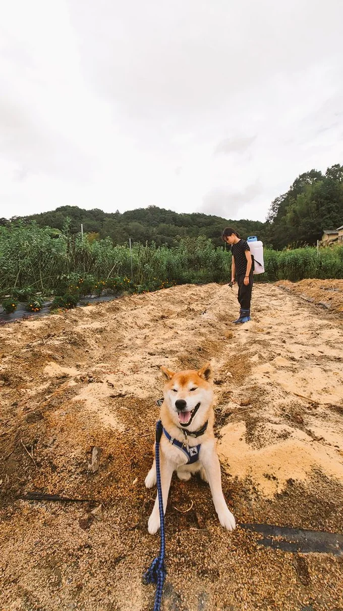 土づくり中…▶（次画像からは見ていて飽きない柴犬ぽんちゃんのストーリーが盛りだくさんのマンガ『柴犬ぽんちゃん、今日もわが道を行く2』が読めます）