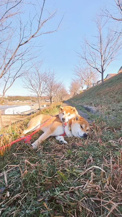 しんえもんくんにアゴを乗せるはっちゃくくん▶ワンコを見つけられる…？（⇒次へ）