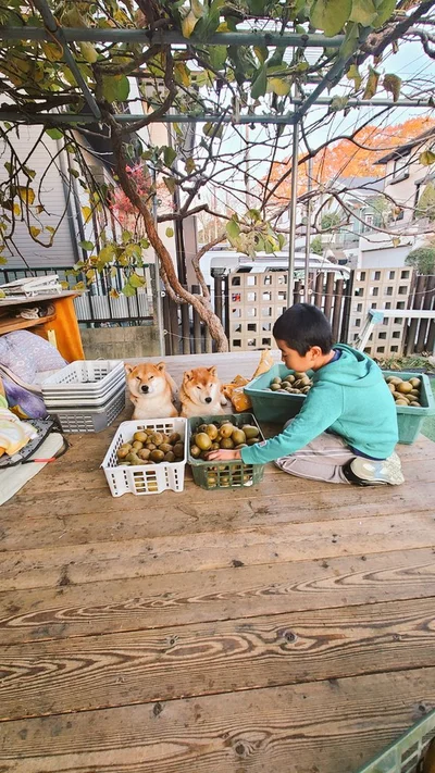 たくさんのキウイを見つめる仲良し家族▶間違いがありすぎる間違い探しです！（⇒次へ）