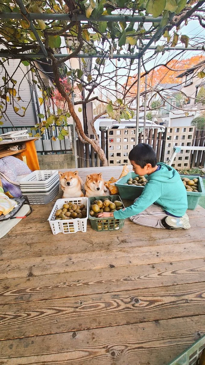 たくさんのキウイを見つめる仲良し家族▶間違いがありすぎる間違い探しです！（⇒次へ）