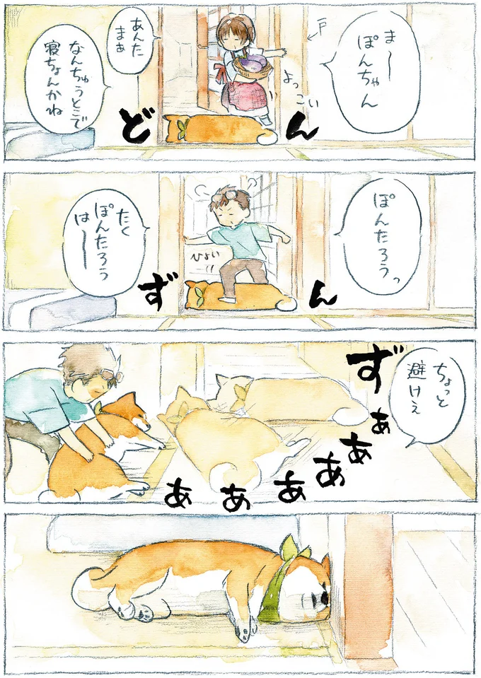 『柴犬ぽんちゃん、今日もわが道を行く』より