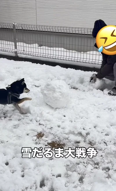 愛犬との雪だるま大戦争勃発⁉ 雪の塊を破壊したい黒豆柴の“全力ホリホリ”が話題