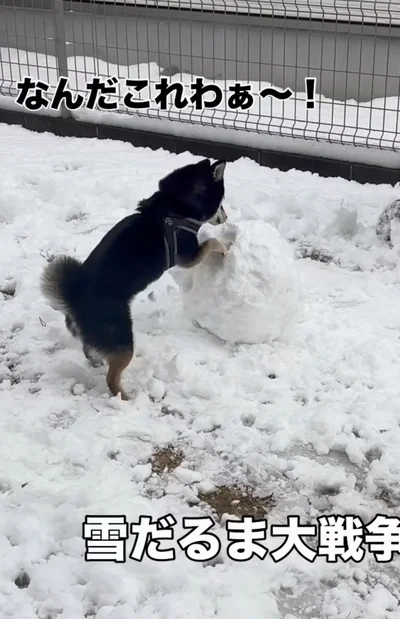 ホリホリと雪玉を削っている（⇒次へ）
