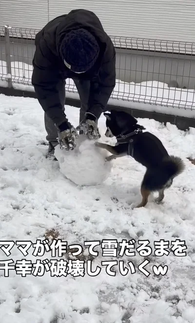 雪を足してもすぐホリホリされる▶新しい雪玉を用意しても…（⇒次へ）