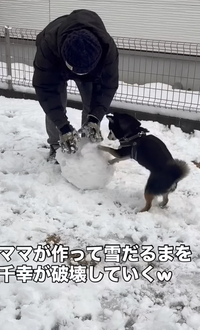 雪を足してもすぐホリホリされる▶新しい雪玉を用意しても…（⇒次へ）
