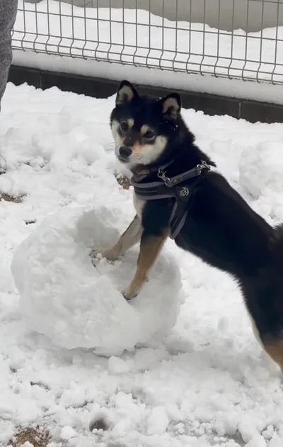 カメラ目線の千幸ちゃん▶胴体と頭を重ねた瞬間…（⇒次へ）