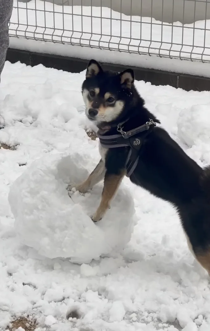 カメラ目線の千幸ちゃん▶胴体と頭を重ねた瞬間…（⇒次へ）