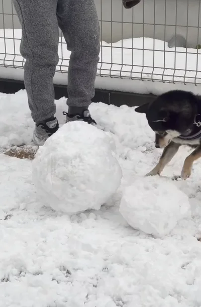 またもや高速ホリホリ▶胴体も…（⇒次へ）