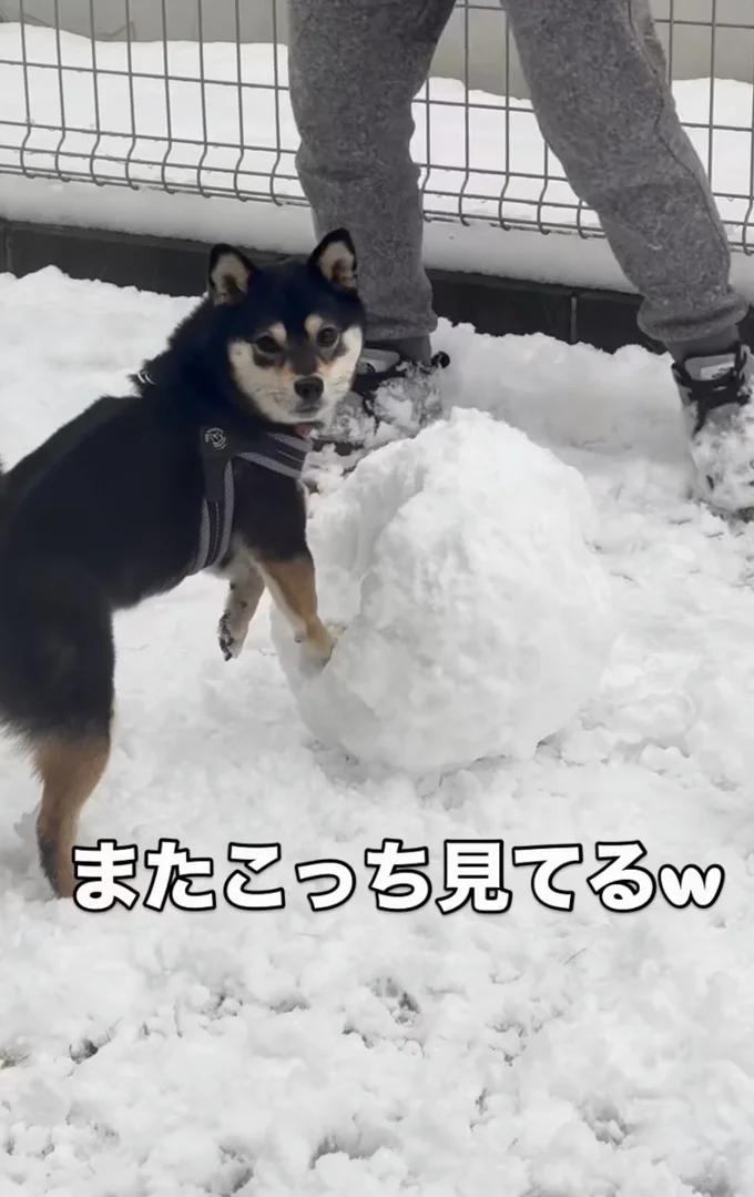 カメラ目線▶攻防戦の末、ついに…！（⇒次へ）