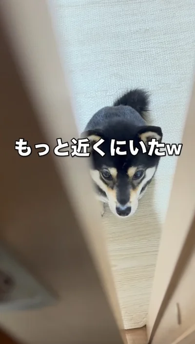 さっきより近くで待ってた▶もう一度閉めて開けると…（⇒次へ）