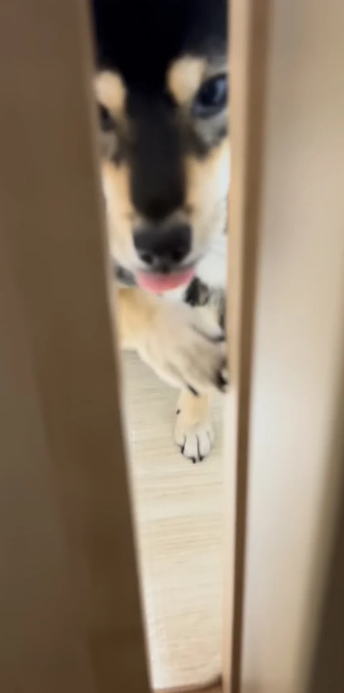 目の前まで詰め寄ってきた▶（次画像からマイペースな柴犬のほっこりな日常を描いた『柴犬ぽんちゃん、今日もわが道を行く』が読めます）（⇒次へ）