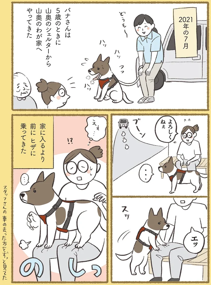 『犬猫３匹、撫でても撫でても手が足りない』より