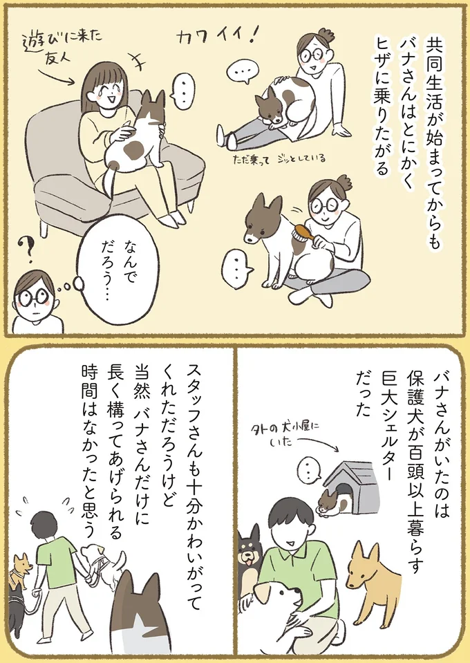 『犬猫３匹、撫でても撫でても手が足りない』より