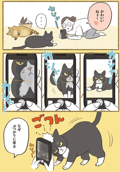 『犬猫３匹、撫でても撫でても手が足りない』より