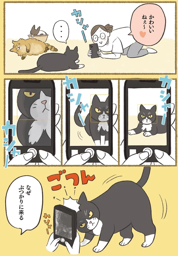 『犬猫３匹、撫でても撫でても手が足りない』より