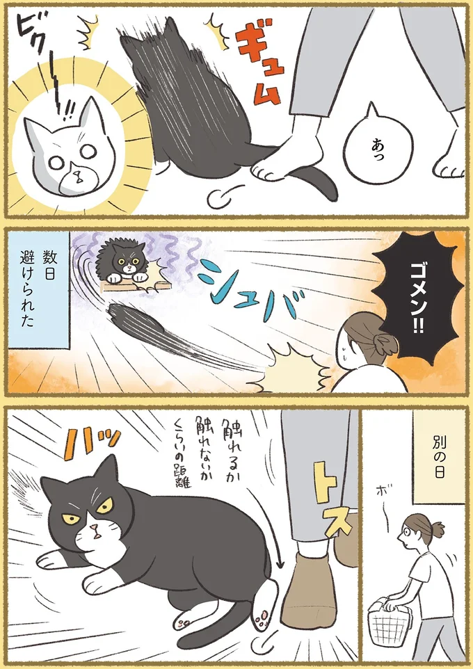 『犬猫３匹、撫でても撫でても手が足りない』より