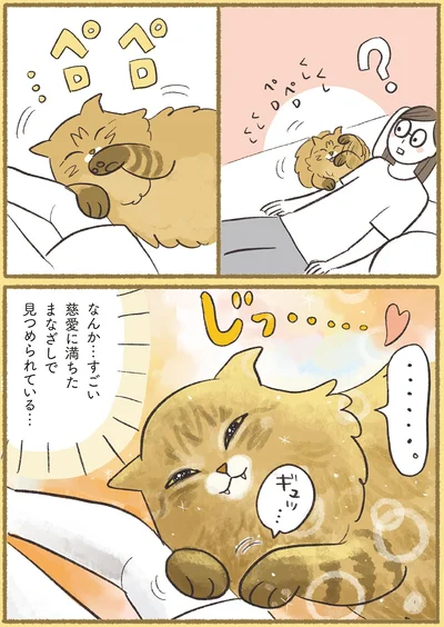 『犬猫３匹、撫でても撫でても手が足りない』より