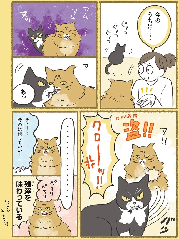 『犬猫３匹、撫でても撫でても手が足りない』より