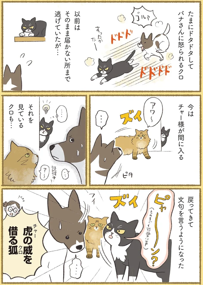 『犬猫３匹、撫でても撫でても手が足りない』より