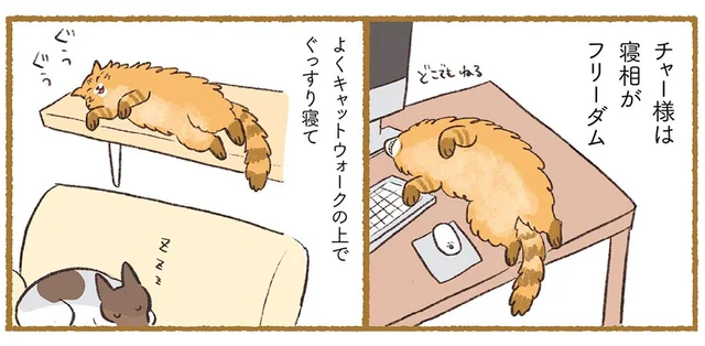 寝相がフリーダム！キャットウォークの上でもぐっすり！？