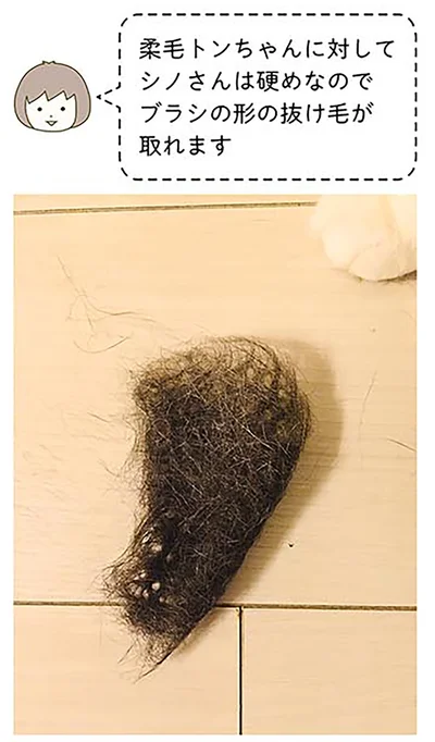 毛が硬めなので