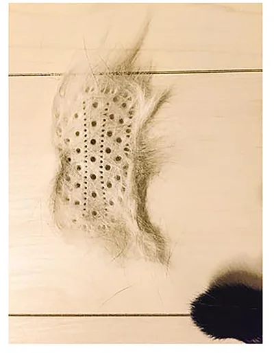 ブラシの形の抜け毛