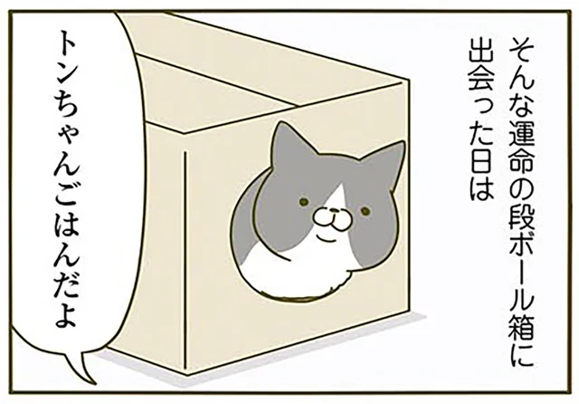 基準は不明、でも運命？ 我が家の猫がドはまりする段ボール
