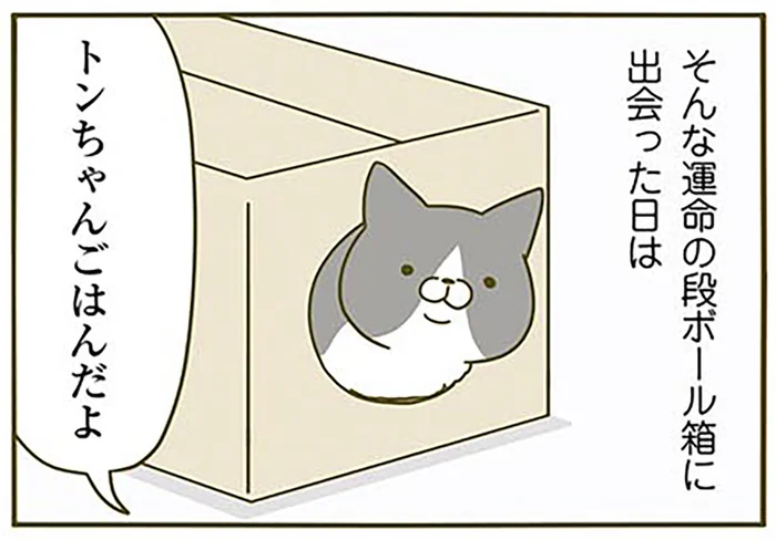基準は不明、でも運命？ 我が家の猫がドはまりする段ボール