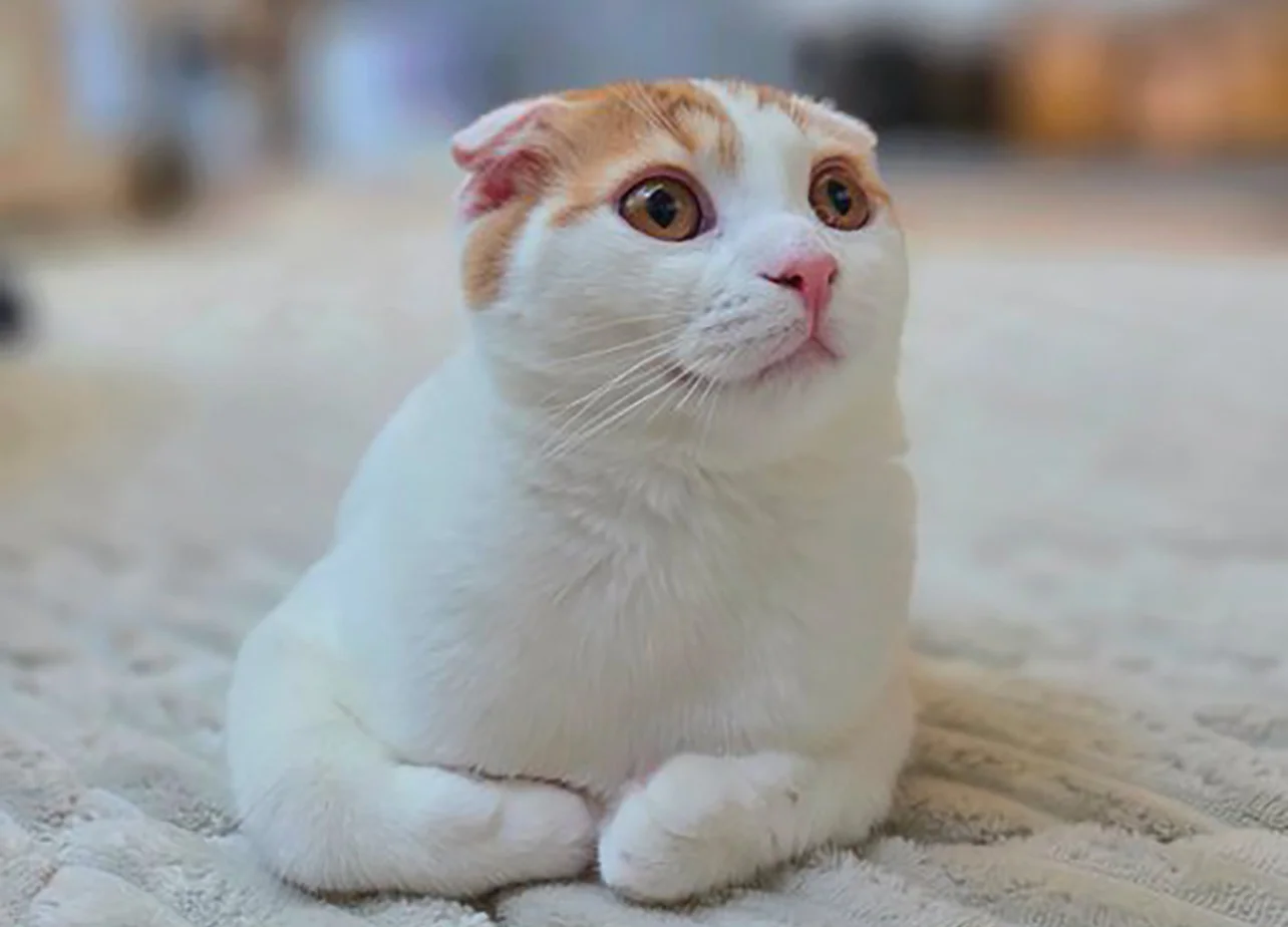 新種の生き物みたい」どこから見ても理解不能！奇妙な体勢の猫（画像1