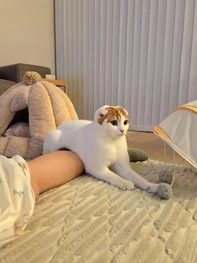 決め技『スコティッシュ・ホールド』▶ないな……ある！（⇒次へ）