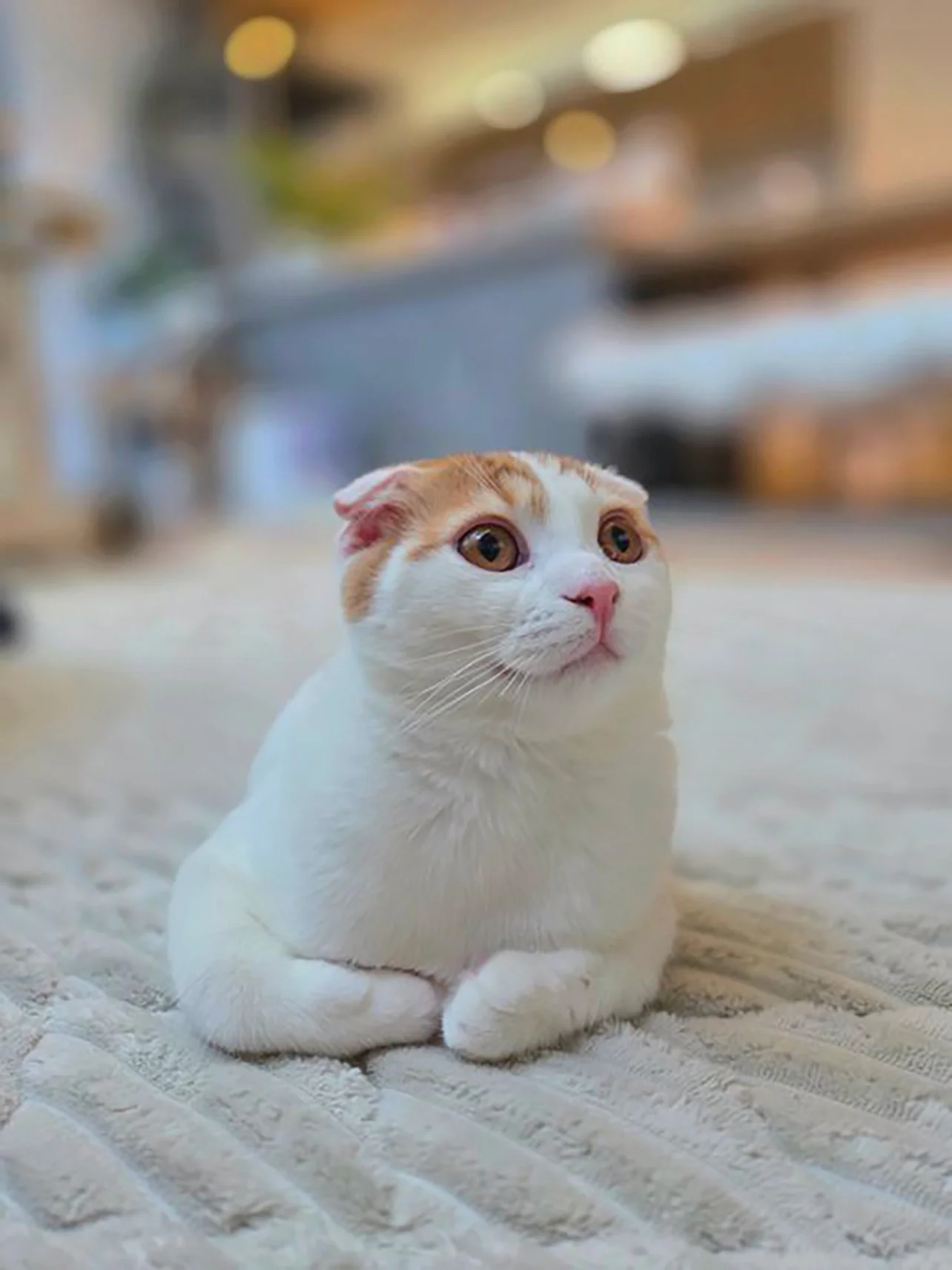 新種の生き物みたい」どこから見ても理解不能！奇妙な体勢の猫（画像6