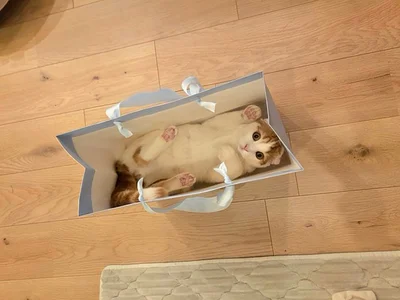 かくれんぼ検定、5級▶パワーをお尻に！（⇒次へ）