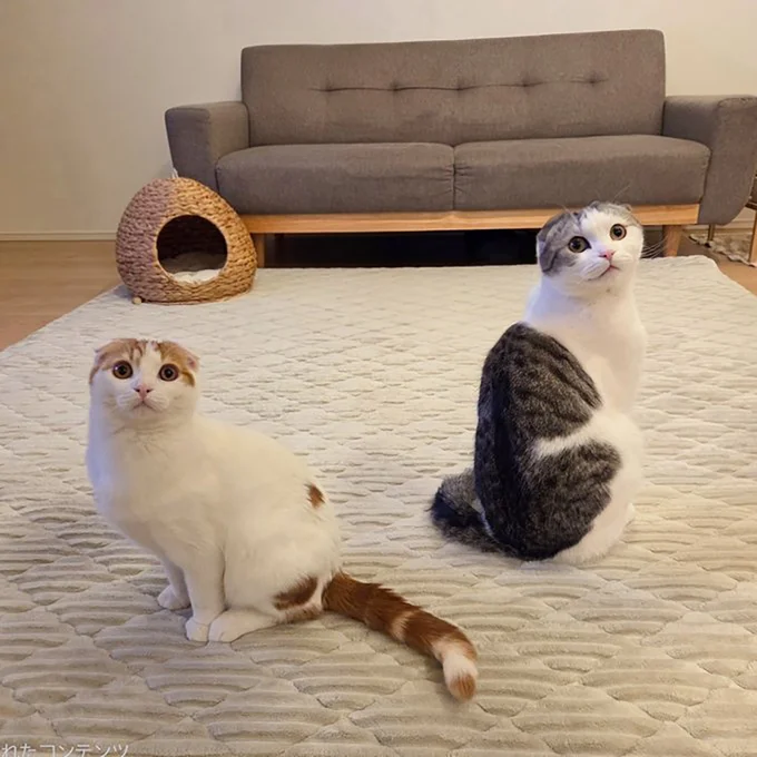 アイドルの写真集みたいなポーズで佇む…▶そんな泣かんでや（犯人）…（⇒次へ）