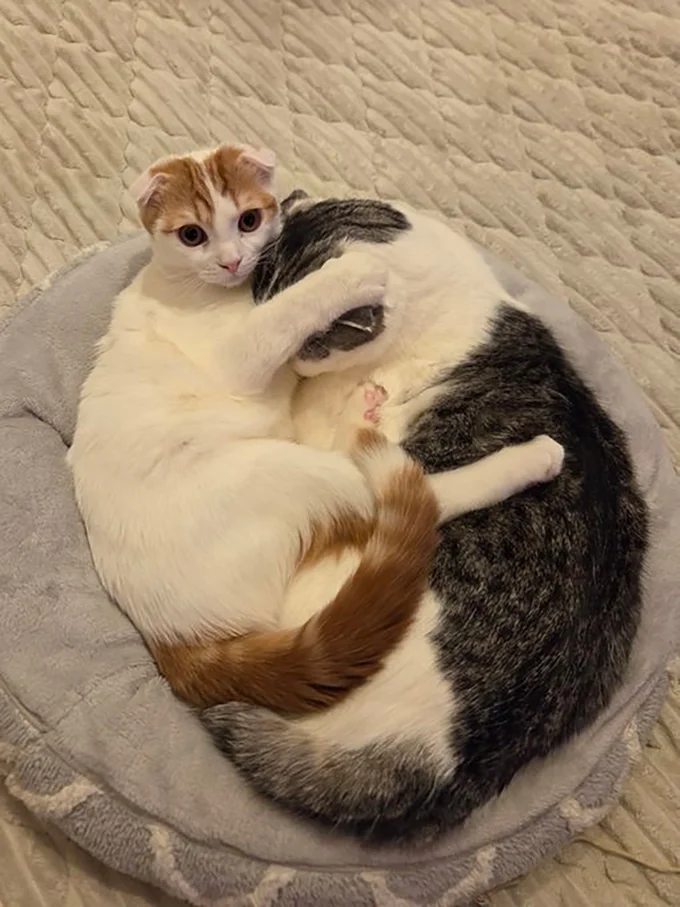 残しておいたご飯が無くなって落胆する兄とそれを慰める弟（犯人）▶アップ！（⇒次へ）