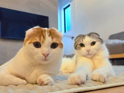 たまらないアングル！▶（次画像から自由気ままな猫たちに翻弄されっぱなしの日々を描く『鴻池剛と猫のぽんた ニャアアアン！4』が読めます）