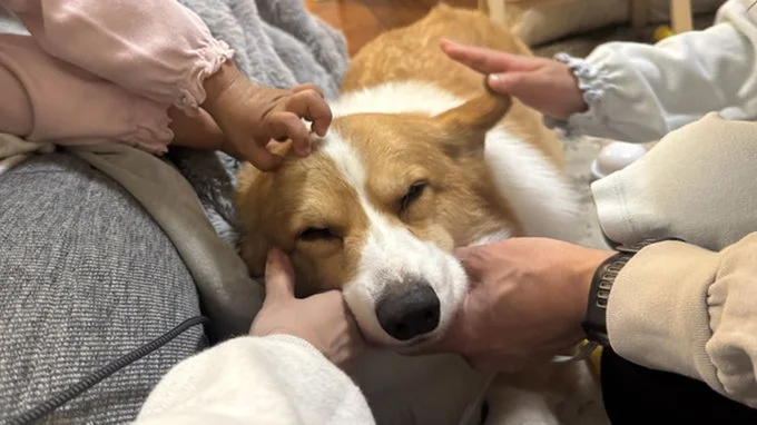 幸せがたっぷり感じられる一枚です▶家族全員撫でるのが大好きなふわふわワンコ（⇒次へ）