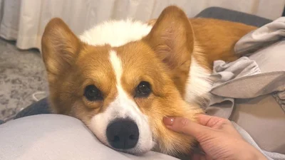 もちもちのほっぺ▶娘さんたちが生まれた時からいるラッキーちゃん（⇒次へ）