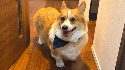 うろうろする姿もかわいい▶お医者さんごっこも得意です（⇒次へ）