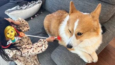 娘さんの遊びに付き合うラッキーちゃん▶洗われたラッキーちゃん（⇒次へ）