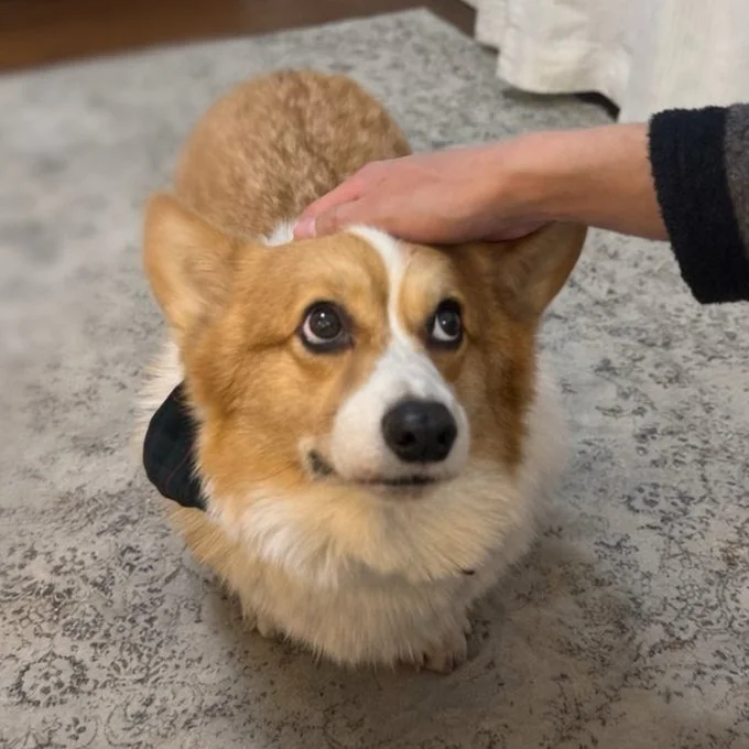 かわいいかわいいラッキーちゃん▶背中に雪が積もってきた！（⇒次へ）