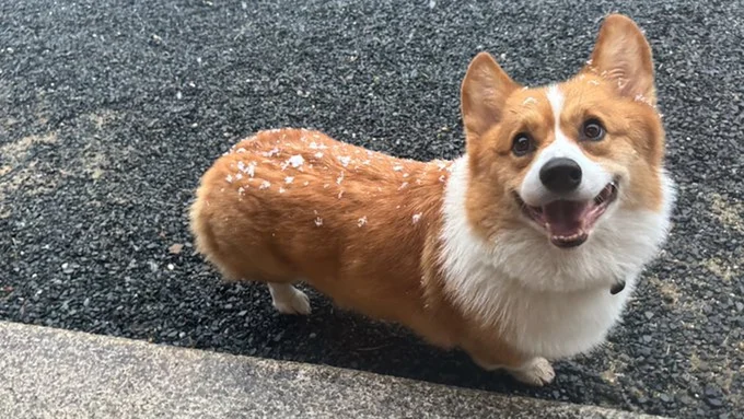 雪が降ってきた！▶人見知りだけど家族の前ではリラックス（⇒次へ）