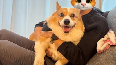 表情豊かなラッキーちゃん▶（次画像からは予想外の行動を繰り広げて目が離せないコーギーと夫婦のおでかけ日記『ぼくもいっしょ！』が読めます）