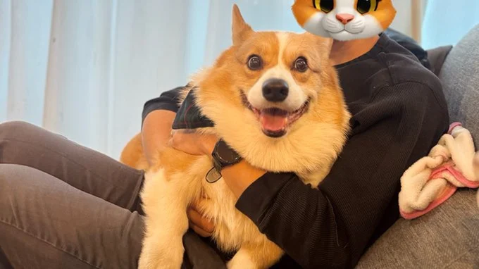 表情豊かなラッキーちゃん▶（次画像からは予想外の行動を繰り広げて目が離せないコーギーと夫婦のおでかけ日記『ぼくもいっしょ！』が読めます）