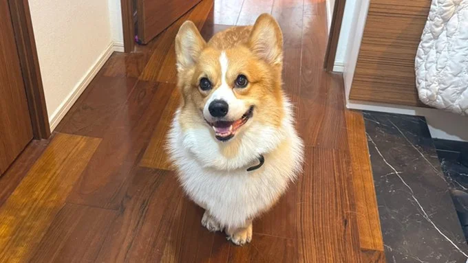 笑顔のコーギー、ラッキーちゃん